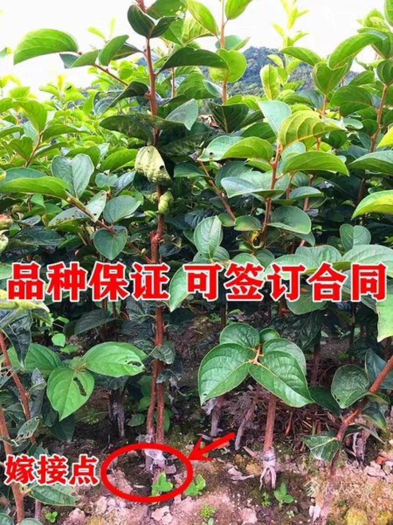 【精品】嫁接新品种黑柿子苗现挖现发南北适种耐寒