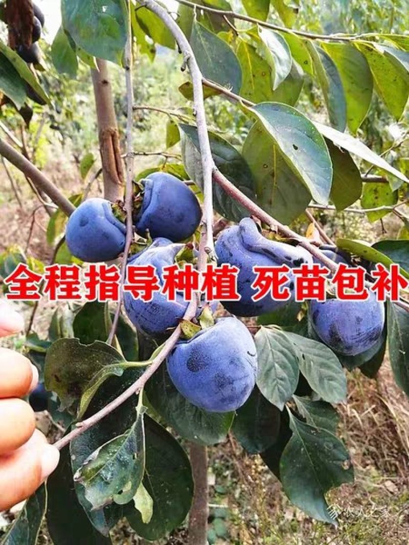 【精品】嫁接新品种黑柿子苗现挖现发南北适种耐寒