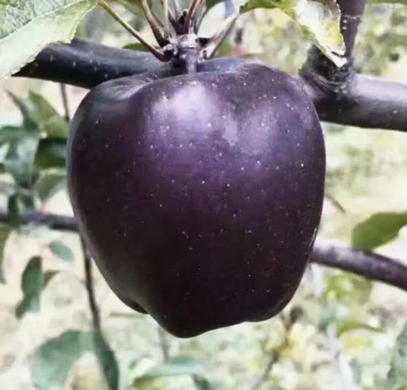 新品种黑钻苹果苗黑钻石苹果树苗四季北方南方室内室外地盆栽