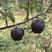 新品种黑钻苹果苗黑钻石苹果树苗四季北方南方室内室外地盆栽