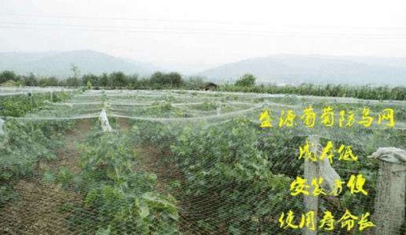 防鸟网，尼龙材质