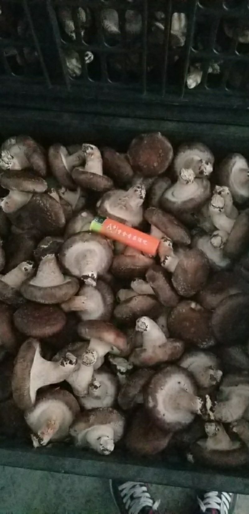 香菇