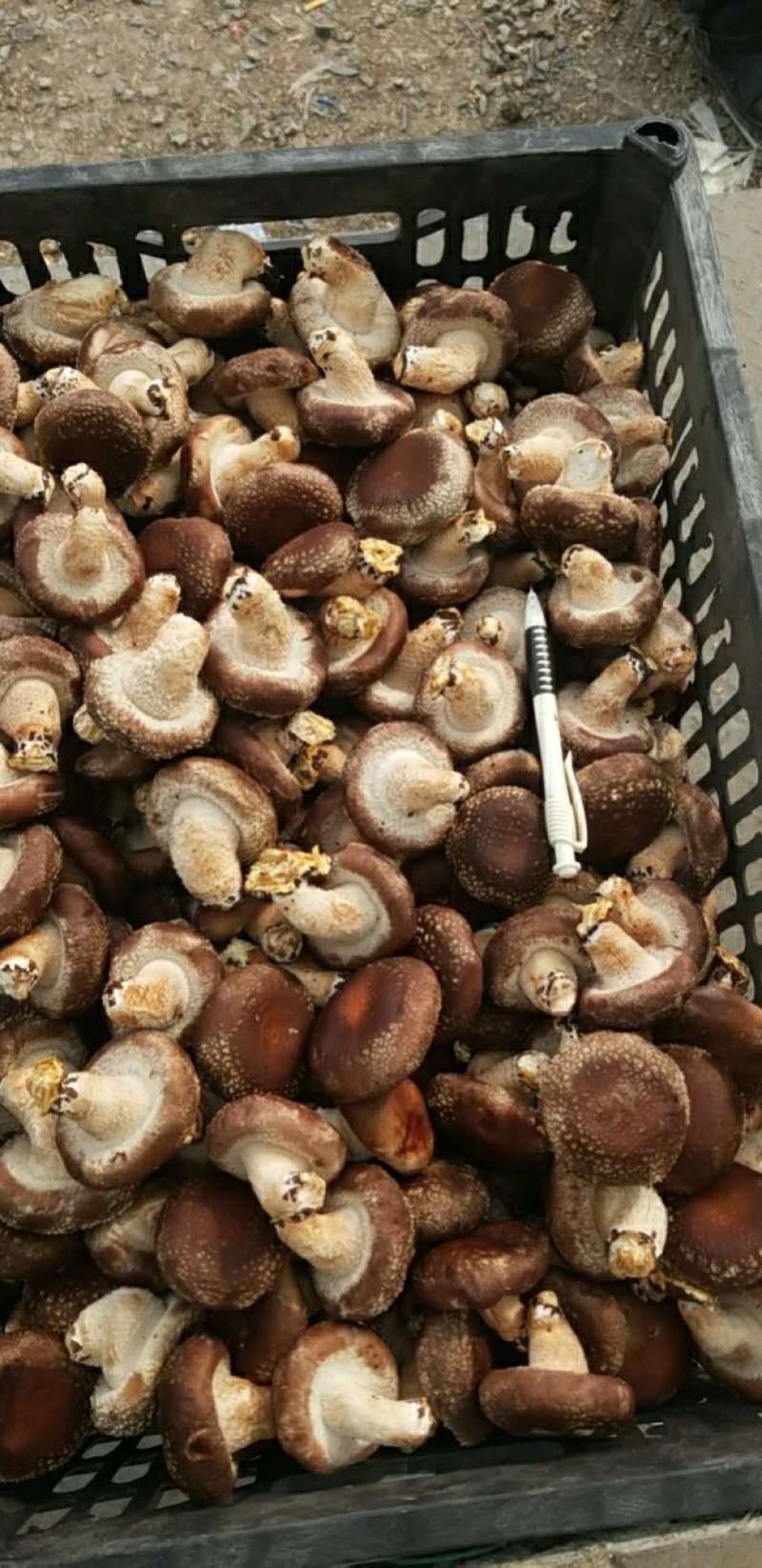 香菇
