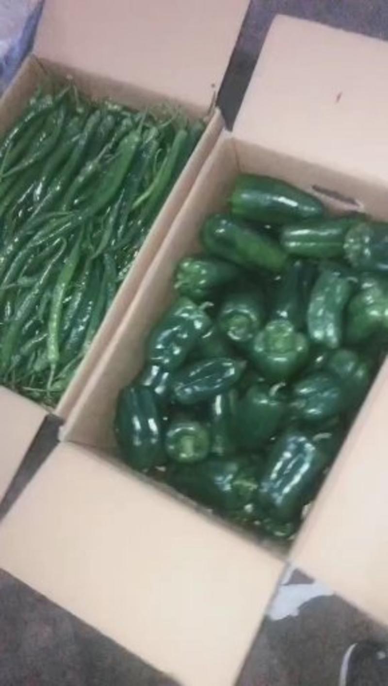 【圆椒推荐】河北精品青椒大量上市可供超市