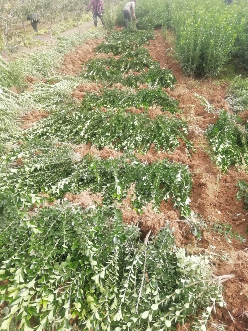 2.0米的丛生北海道黄杨，大间距定植冠幅好，自己的苗圃