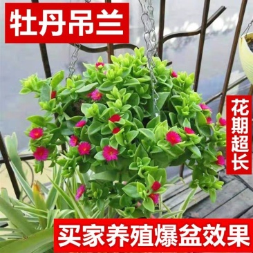 室内室外花卉绿植盆栽牡丹吊兰太阳玫瑰红宝石吊兰阳