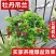室内室外花卉绿植盆栽牡丹吊兰太阳玫瑰红宝石吊兰阳
