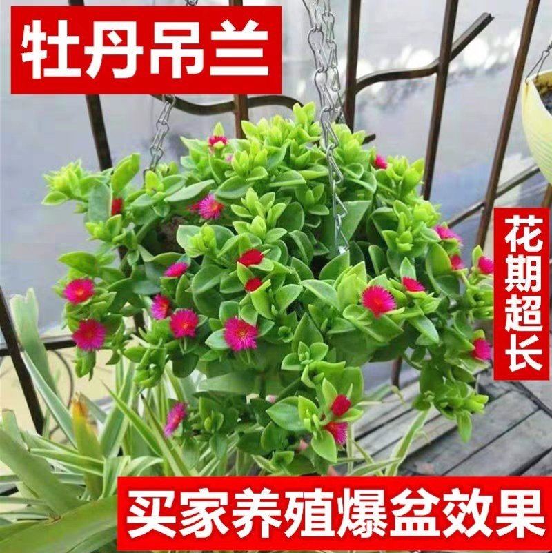 室内室外花卉绿植盆栽牡丹吊兰太阳玫瑰红宝石吊兰阳