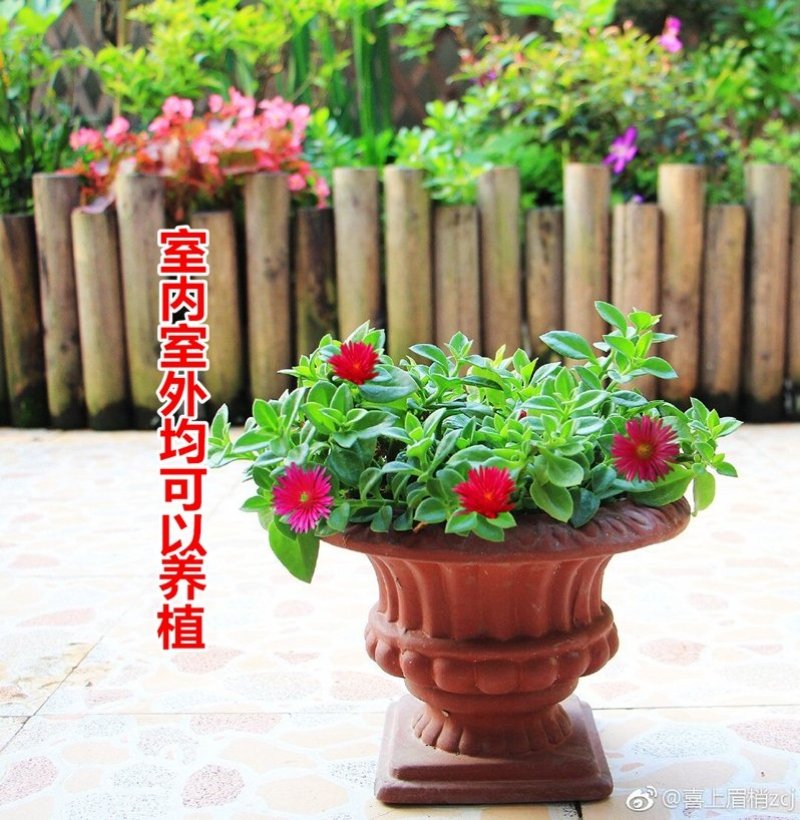 室内室外花卉绿植盆栽牡丹吊兰太阳玫瑰红宝石吊兰阳