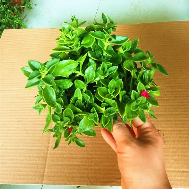 室内室外花卉绿植盆栽牡丹吊兰太阳玫瑰红宝石吊兰阳