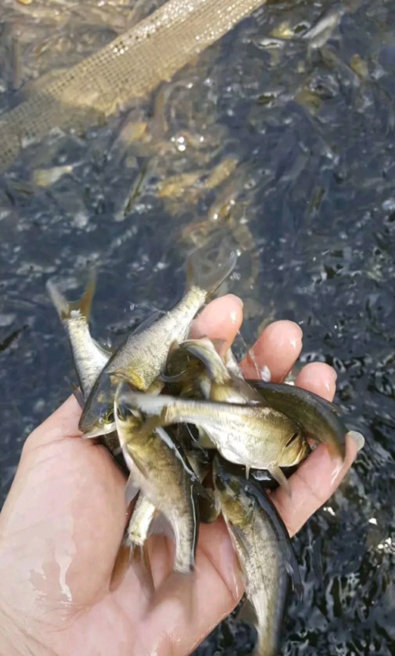 花鲢鱼苗鲢鱼苗送货上门货到付款量大价优欢迎咨询