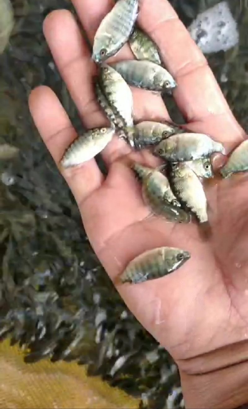 鲫鱼苗3~5公分发货量大送货上门