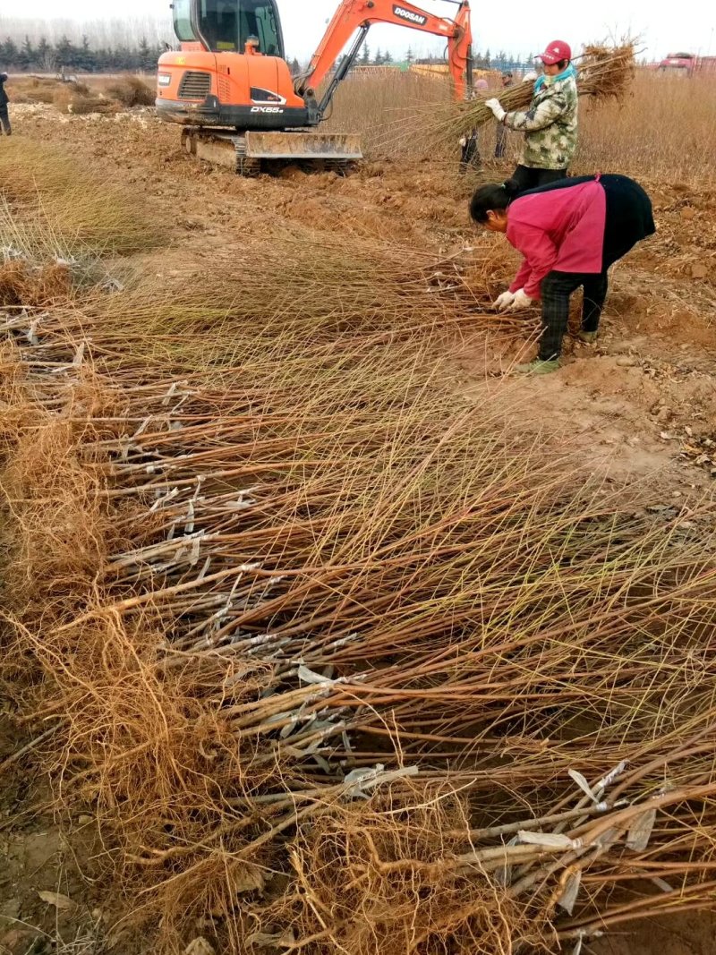 油蟠桃7-7桃苗基地直发量大从优嫁接桃苗保证品种