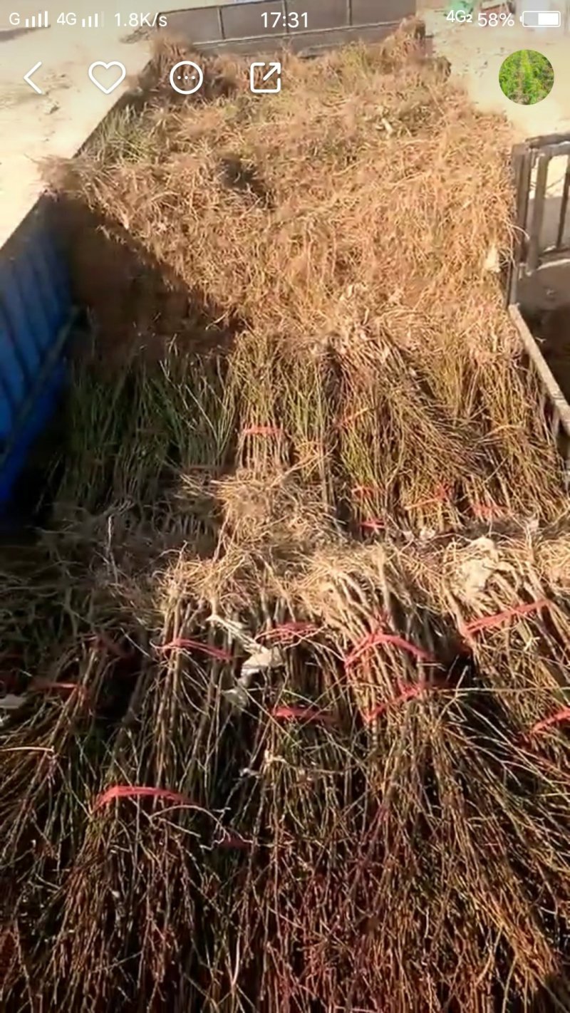 油蟠桃7-7桃苗基地直发量大从优嫁接桃苗保证品种