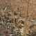 油蟠桃7-7桃苗基地直发量大从优嫁接桃苗保证品种
