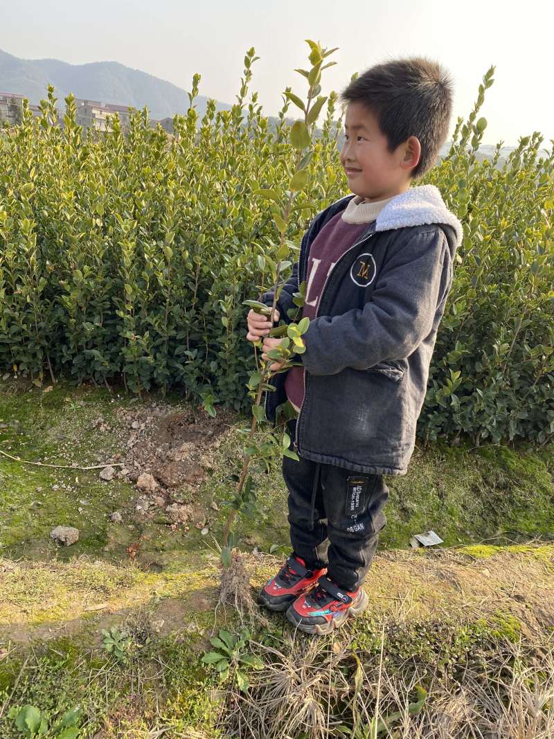 高产量嫁接油茶苗便宜卖了