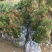 海岛红芽罗汉松苗罗汉松树苗盆栽盆景造型苗红芽罗汉松苗