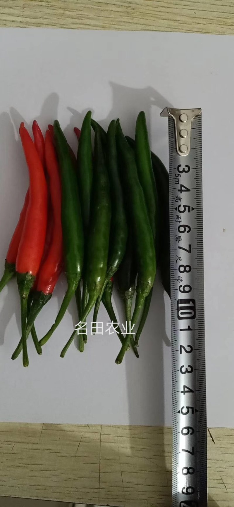 泰悦大果朝天椒种子辣椒种子颜色好耐湿热