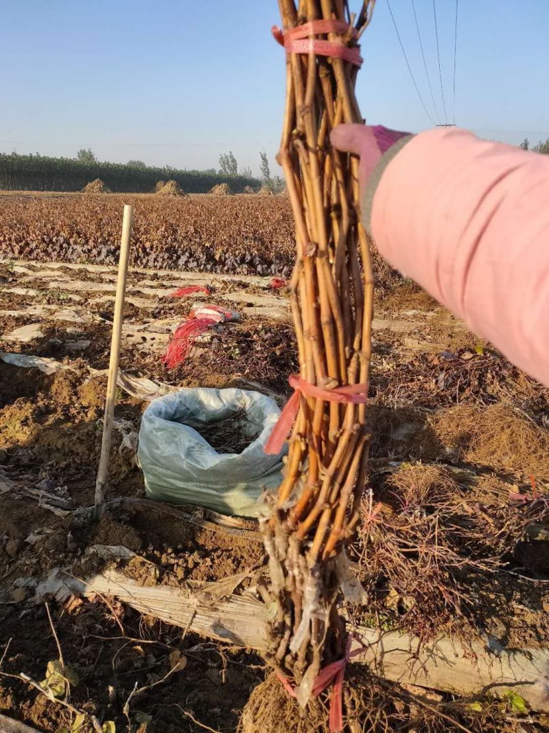 河北嫁接蓝宝石葡萄苗基地直销正品保证