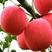 嫁接苹果树苗（红富士，冰糖心，红肉，国光，）南北适种