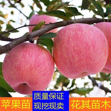 苹果苗树苗嫁接苗果树苗盆栽地栽南方北方种植红富士苹果当年