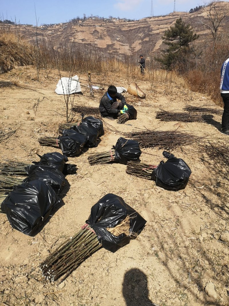 甘肃陇南原生苗、无刺花椒苗包邮、包技术指导，包回收