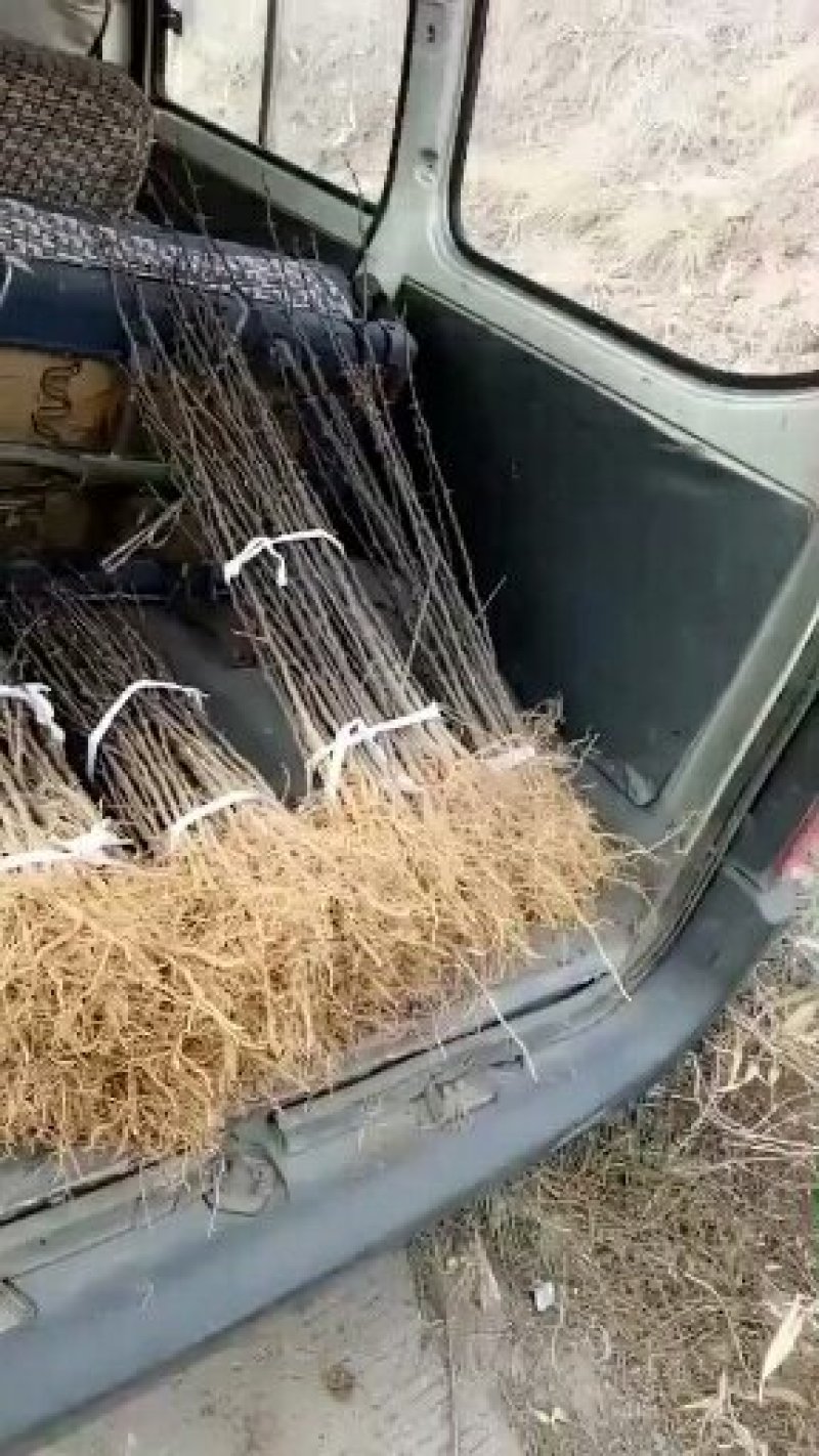 韩城大红袍