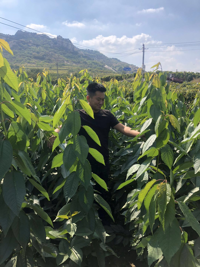 山东，大泽山萨米脱大樱桃苗，品种纯，南北方种植，包成活率