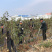山东,大泽山萨米脱大樱桃苗,品种纯,南北方种植,包成活率