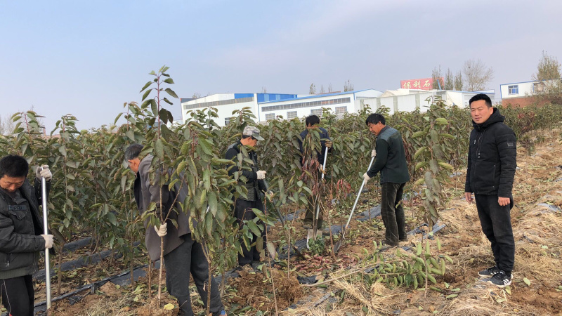 山东，大泽山萨米脱大樱桃苗，品种纯，南北方种植，包成活率