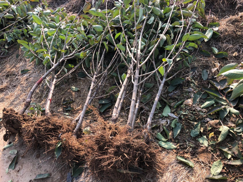 山东，大泽山萨米脱大樱桃苗，品种纯，南北方种植，包成活率