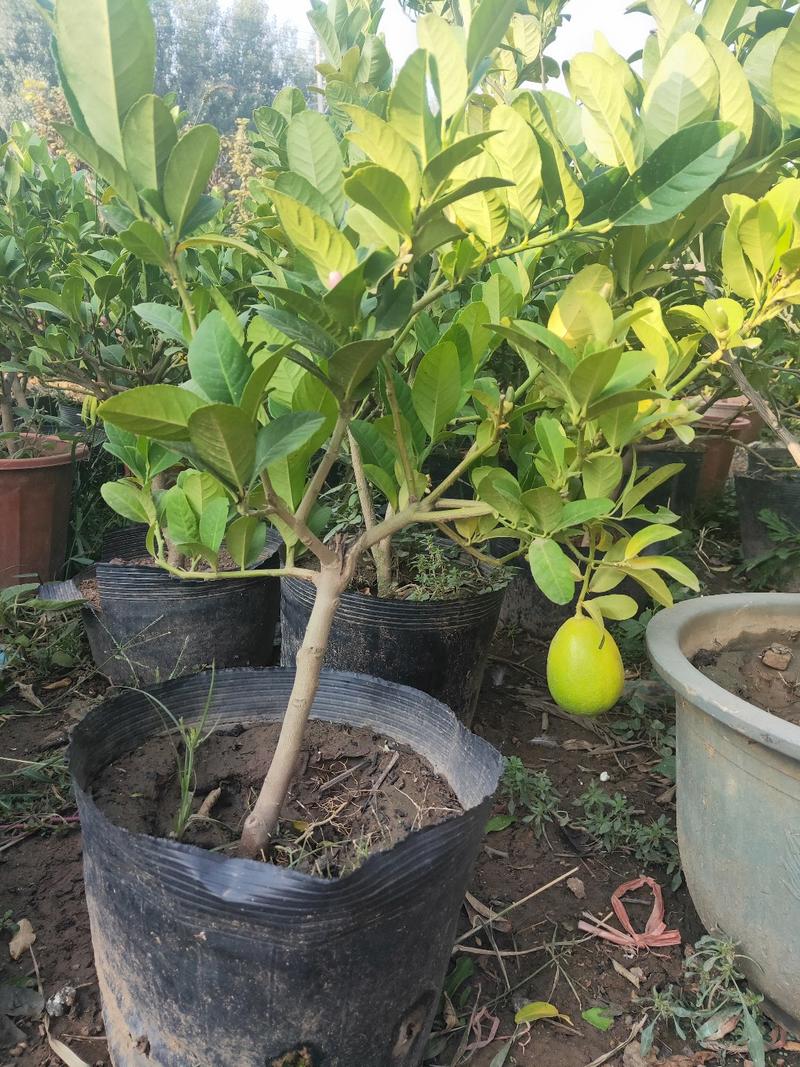 柠檬（香水，青柠檬）盆栽南北适种现挖现发，保证质量