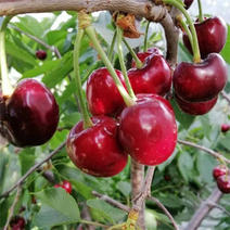 山东，大泽山萨米脱大樱桃苗，品种纯，南北方种植，包成活率