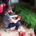 广西良种长径大天苳苗天冬苗批发优质高产基地直销