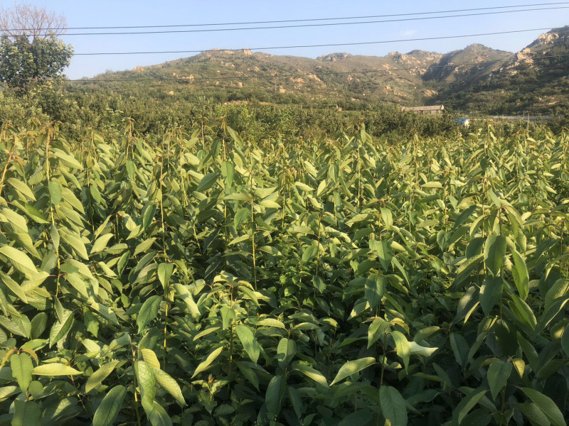 【推荐】黄蜜大樱桃苗南北方种植，成活率高，品种纯度高