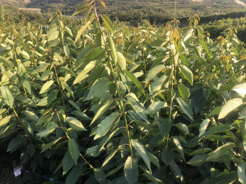 【推荐】黄蜜大樱桃苗南北方种植，成活率高，品种纯度高