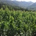【推荐】黄蜜大樱桃苗南北方种植，成活率高，品种纯度高