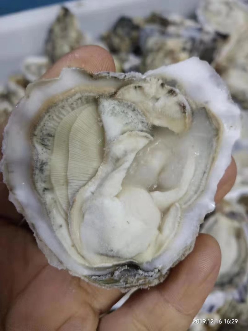 速冻半壳生蚝，生蚝，半壳生蚝，半壳牡蛎