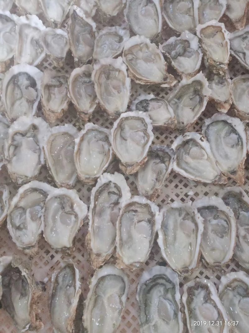 速冻半壳生蚝，生蚝，半壳生蚝，半壳牡蛎