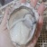 速冻原汁生蚝，速冻生蚝牡蛎，半壳生蚝牡蛎