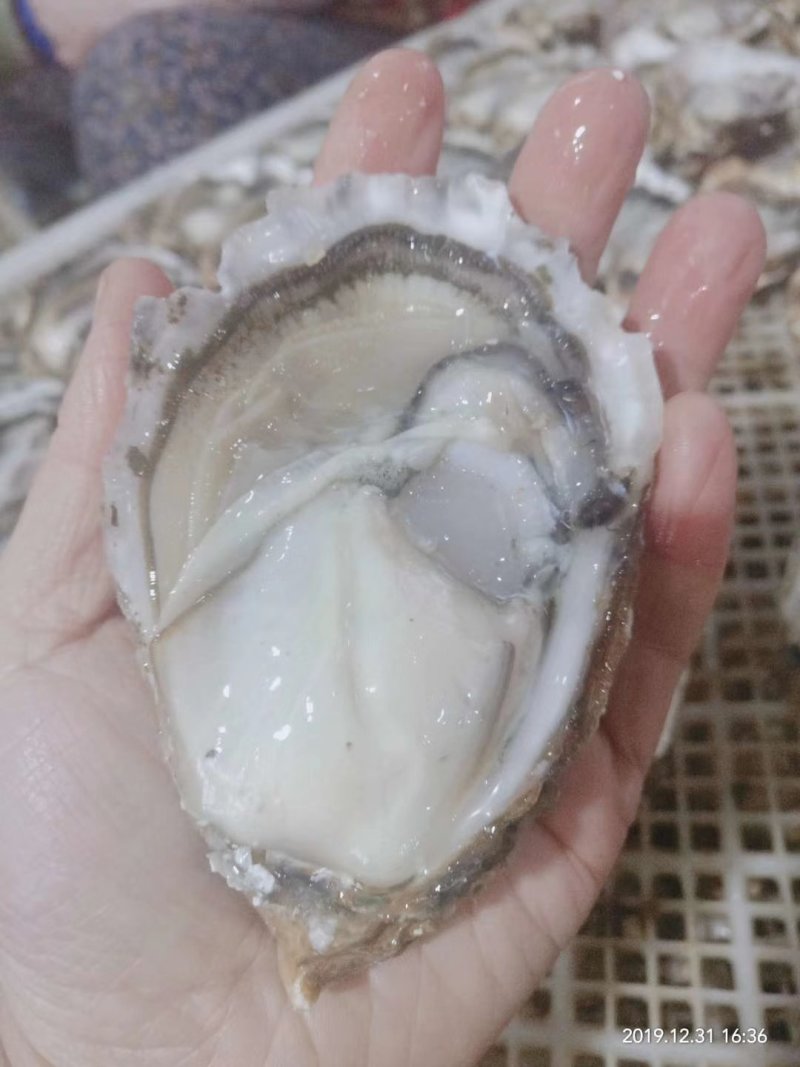 速冻原汁生蚝，速冻生蚝牡蛎，半壳生蚝牡蛎