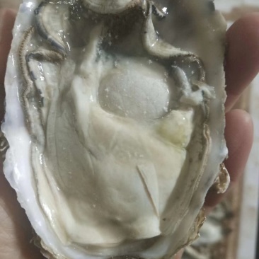 速冻原汁生蚝，速冻生蚝牡蛎，半壳生蚝牡蛎