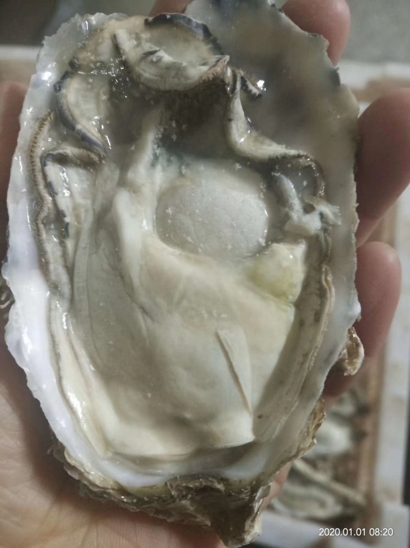 速冻原汁生蚝，速冻生蚝牡蛎，半壳生蚝牡蛎