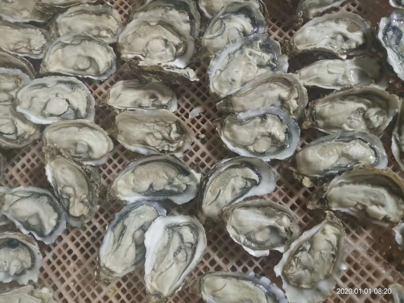 速冻原汁生蚝，速冻生蚝牡蛎，半壳生蚝牡蛎