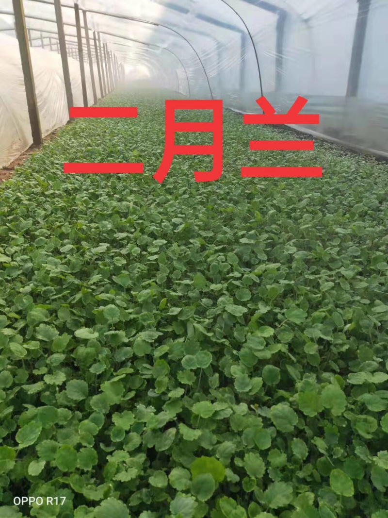 二月兰，宿根植物，盆栽花。全国发货工程苗