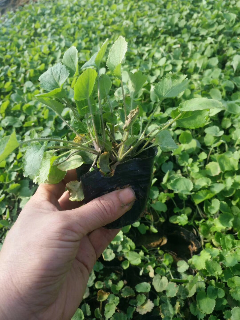 二月兰，宿根植物，盆栽花。全国发货工程苗