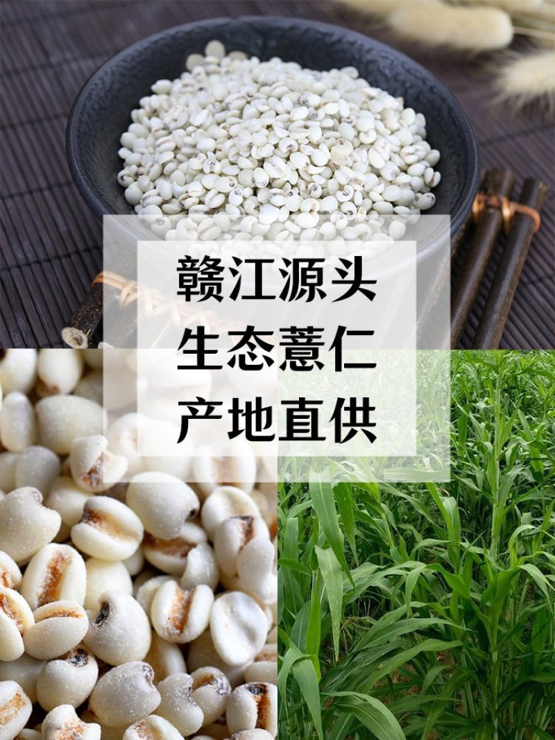 优良农家自种石城糯性薏仁米苡仁米