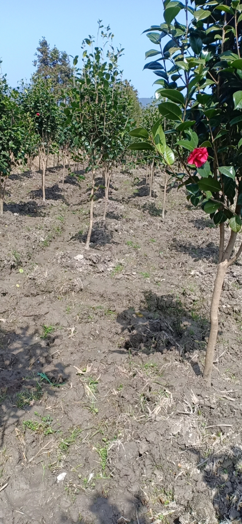 七星茶花，山茶花，高杆茶花