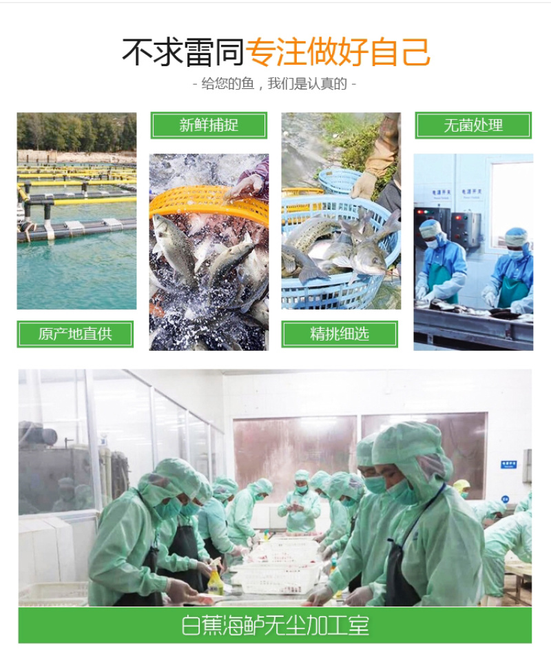 开背鲈鱼白蕉海鲈鱼厂家一手供应欢迎下单咨询