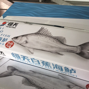 开背鲈鱼白蕉海鲈鱼厂家一手供应欢迎下单咨询